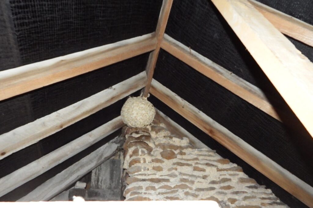 Wasps in Attic