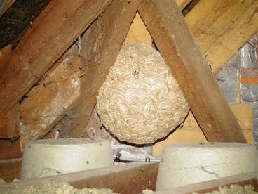 Wasp nest found during survey