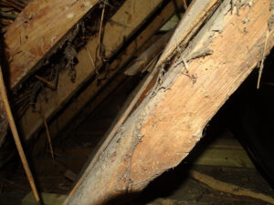 Woodworm in the rafters