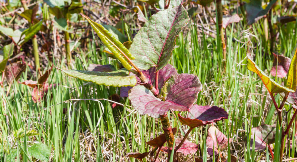 Your guide to Japanese knotweed | Residential Building Surveyors